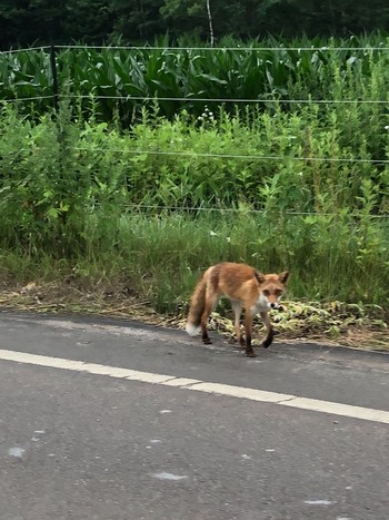 2021年7月13日(火) 丸瀬布公園いこいの森周辺の野鳥観察記録