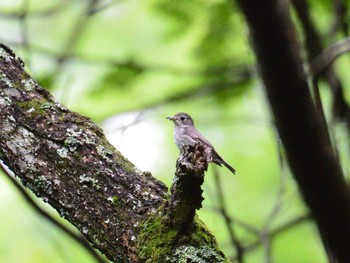 2021年6月20日(日) 伊香保森林公園の野鳥観察記録