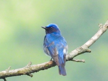 2021年7月19日(月) 駒の湯温泉周辺の野鳥観察記録