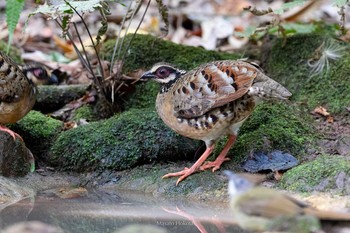 Bar-backed Partridge Phu Khiao Wildlife Sanctuary Mon, 2/10/2020