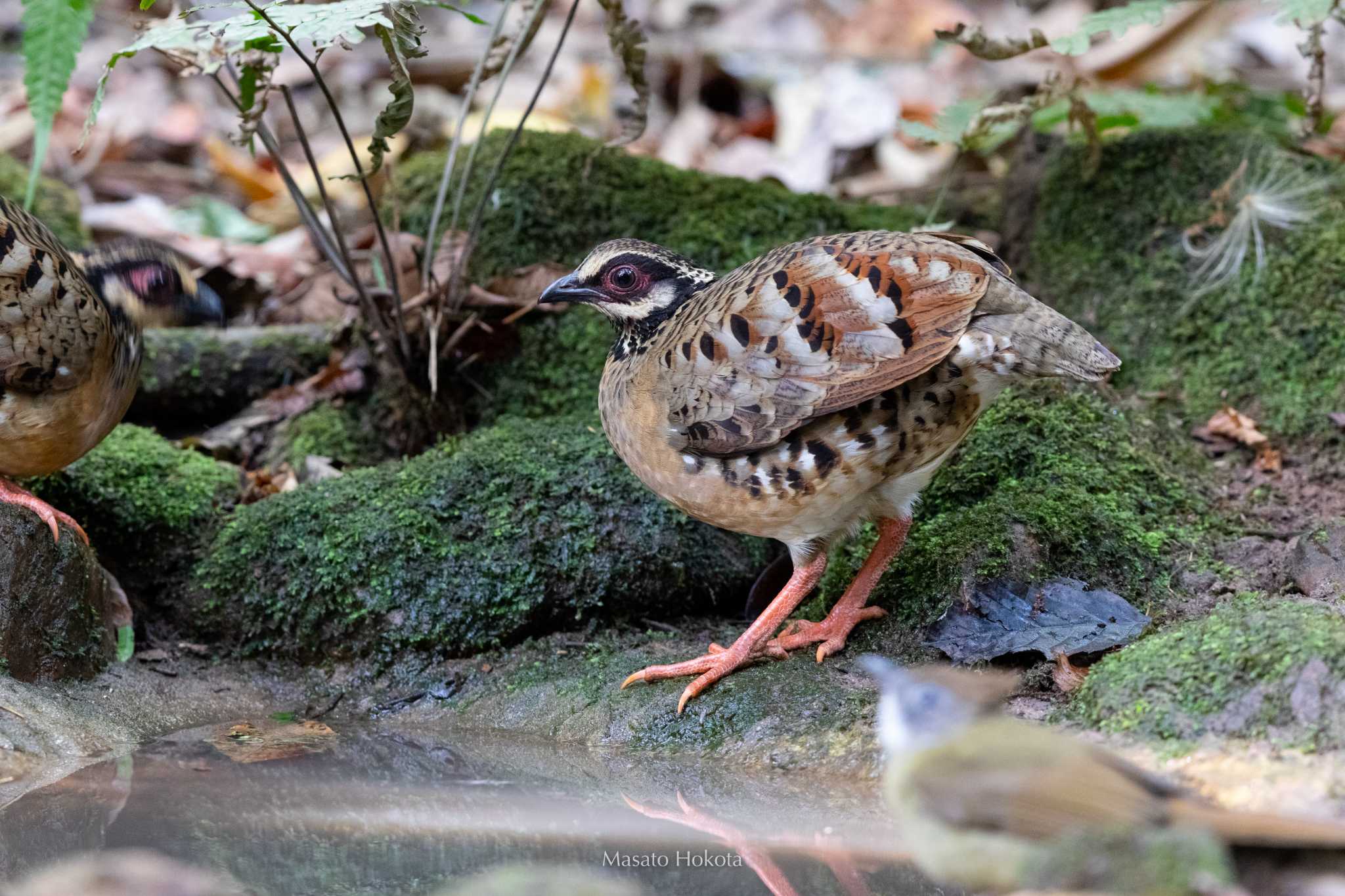 Bar-backed Partridge