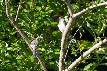 2021年7月19日(月) 福井緑地(札幌市西区)の野鳥観察記録