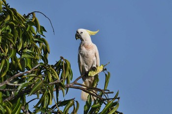 Sulphur-crested Cockatoo Laura (Australia) Sat, 10/19/2019