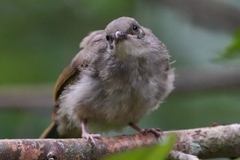 Mon, 7/19/2021 Birding report at Thomson Nature Park (Singapore)