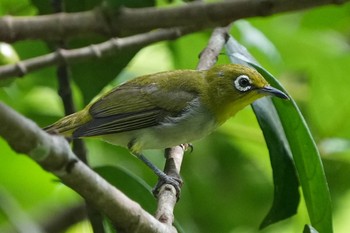 Indian White-eye Windsor Nature Park Mon, 7/19/2021