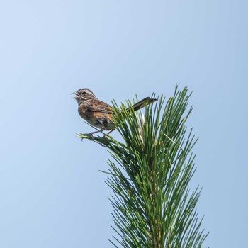 Meadow Bunting ひたち海浜公園 Sun, 7/18/2021