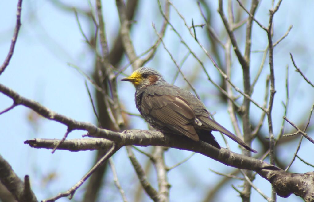 Brown-eared Bulbul