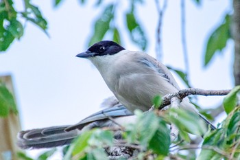 2021年7月19日(月) 都内市街地の野鳥観察記録