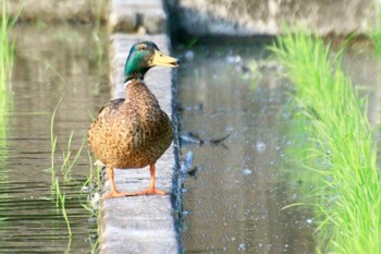 未同定 場所が不明 2021年7月19日(月)