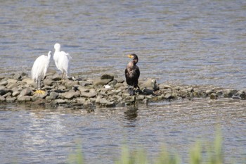 ウミウ 男里川 2021年7月18日(日)