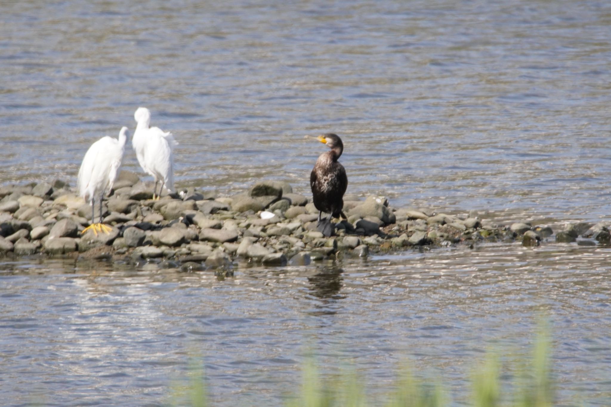 Photo of Japanese Cormorant at 男里川 by 杏仁豆腐