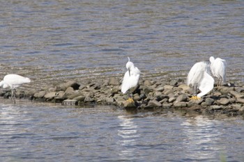 Little Egret 男里川 Sun, 7/18/2021