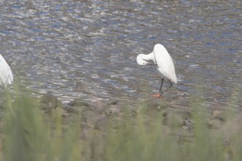 Little Egret 男里川 Sun, 7/18/2021