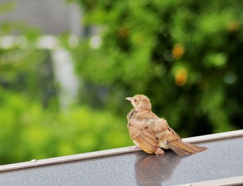 Brown-eared Bulbul Unknown Spots Sat, 7/10/2021