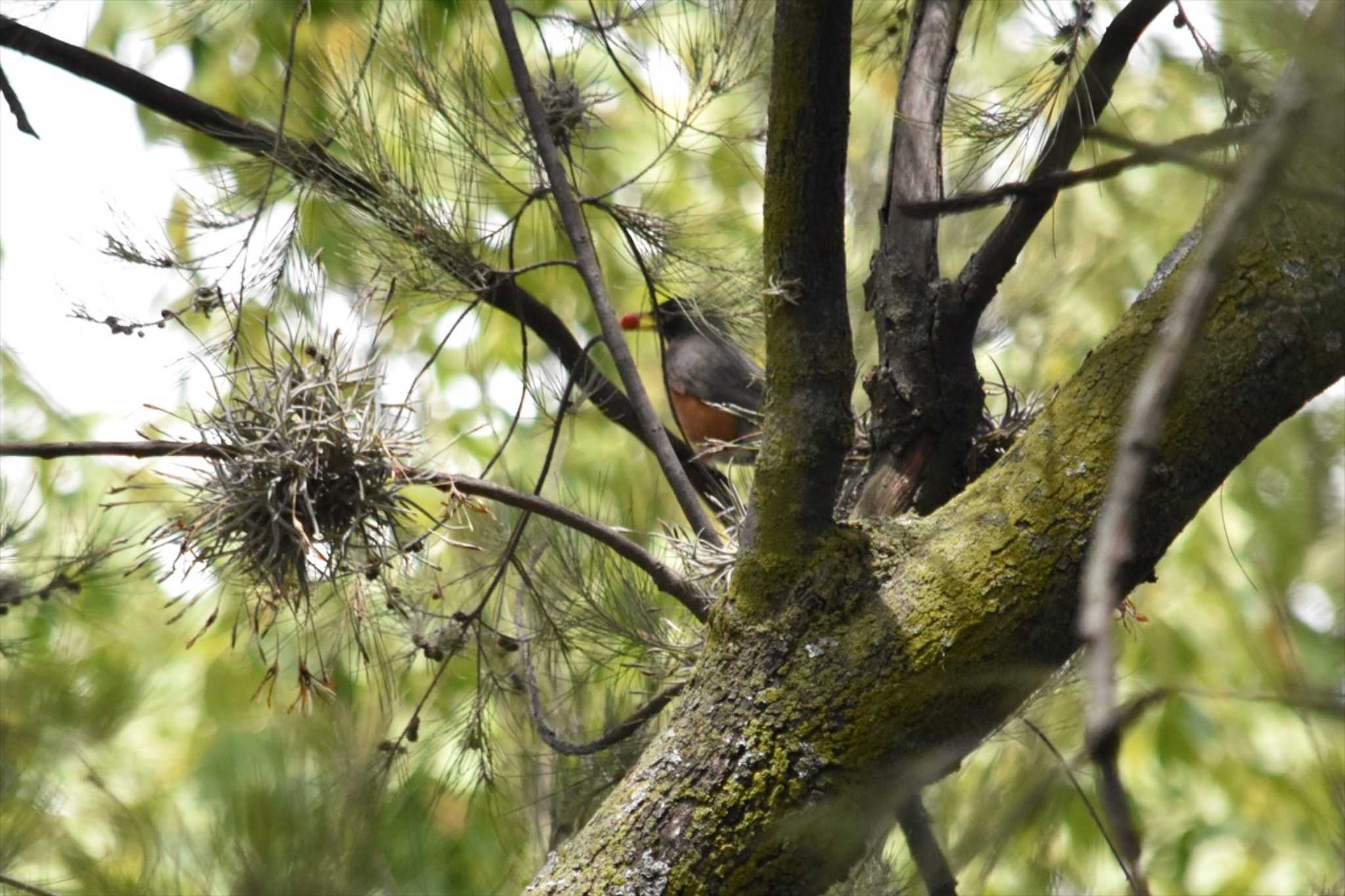 American Robin