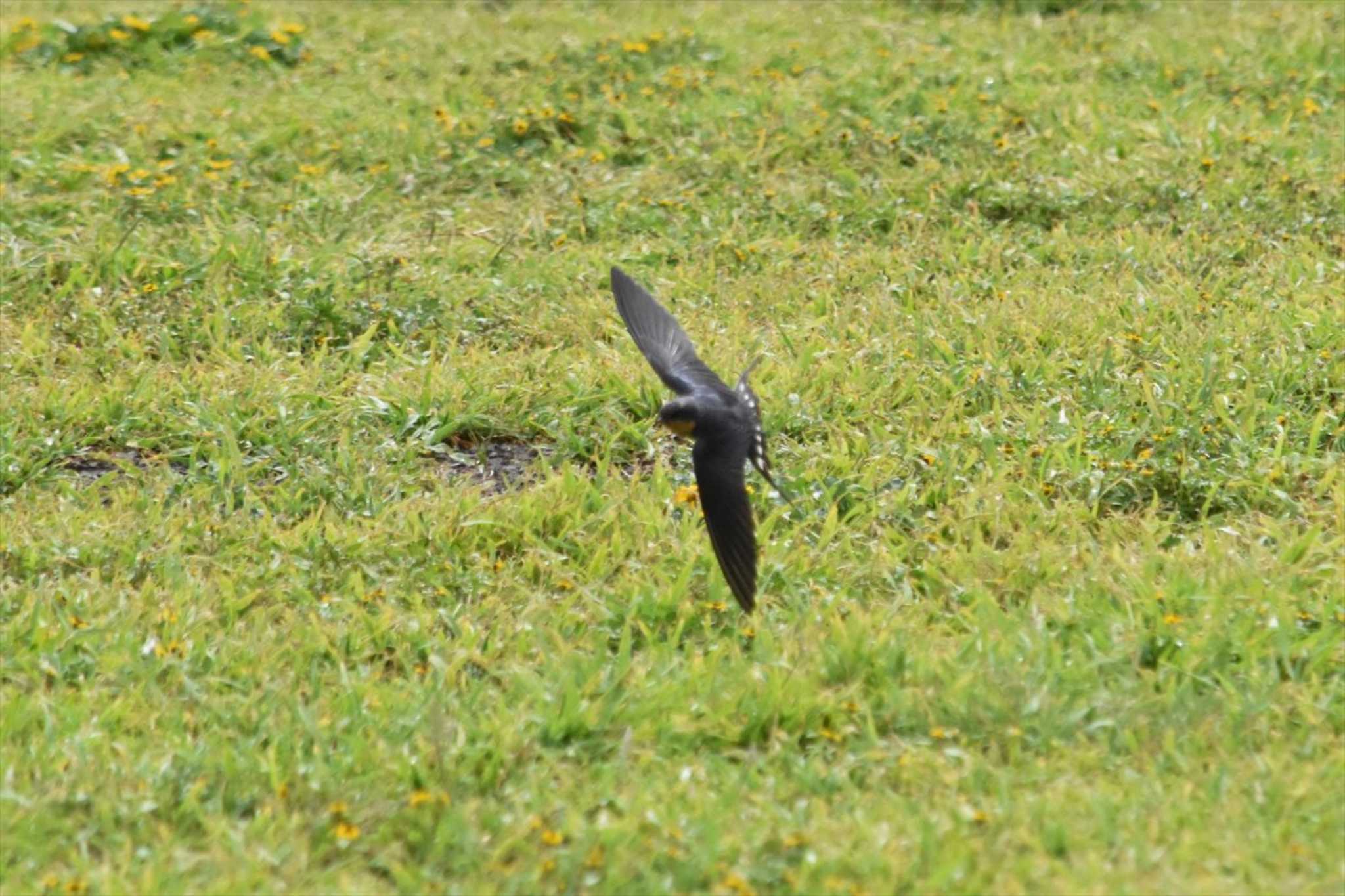 Barn Swallow