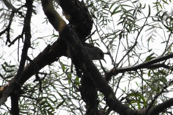 Bewick's Wren Teotihuacan Sun, 7/18/2021