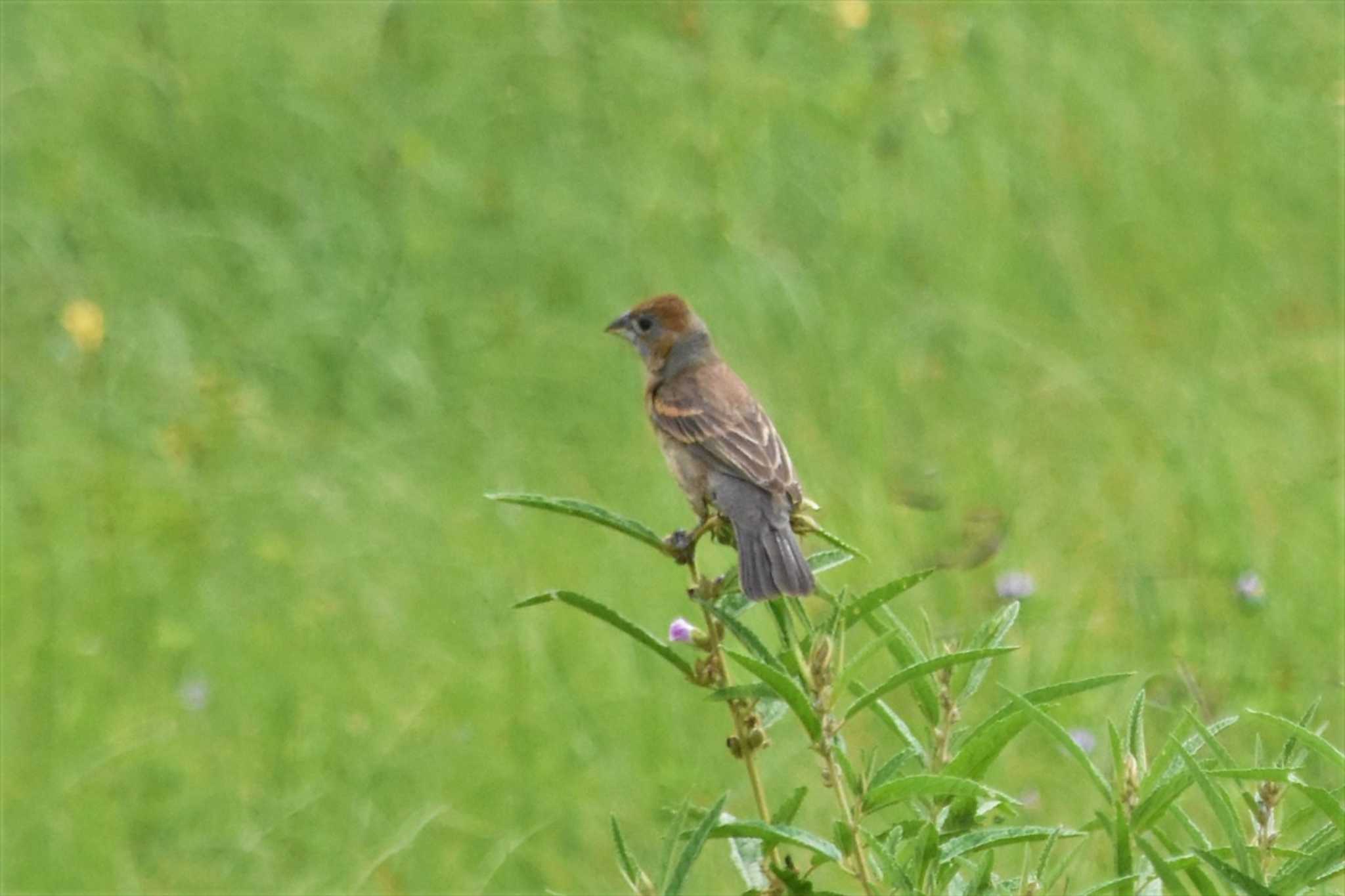 Photo of Blue Grosbeak at Teotihuacan by ヨシテル