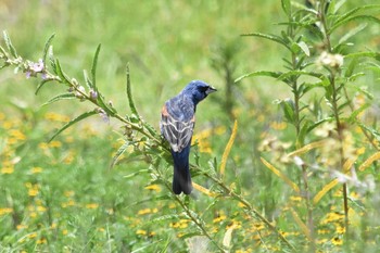 Blue Grosbeak Teotihuacan Sun, 7/18/2021