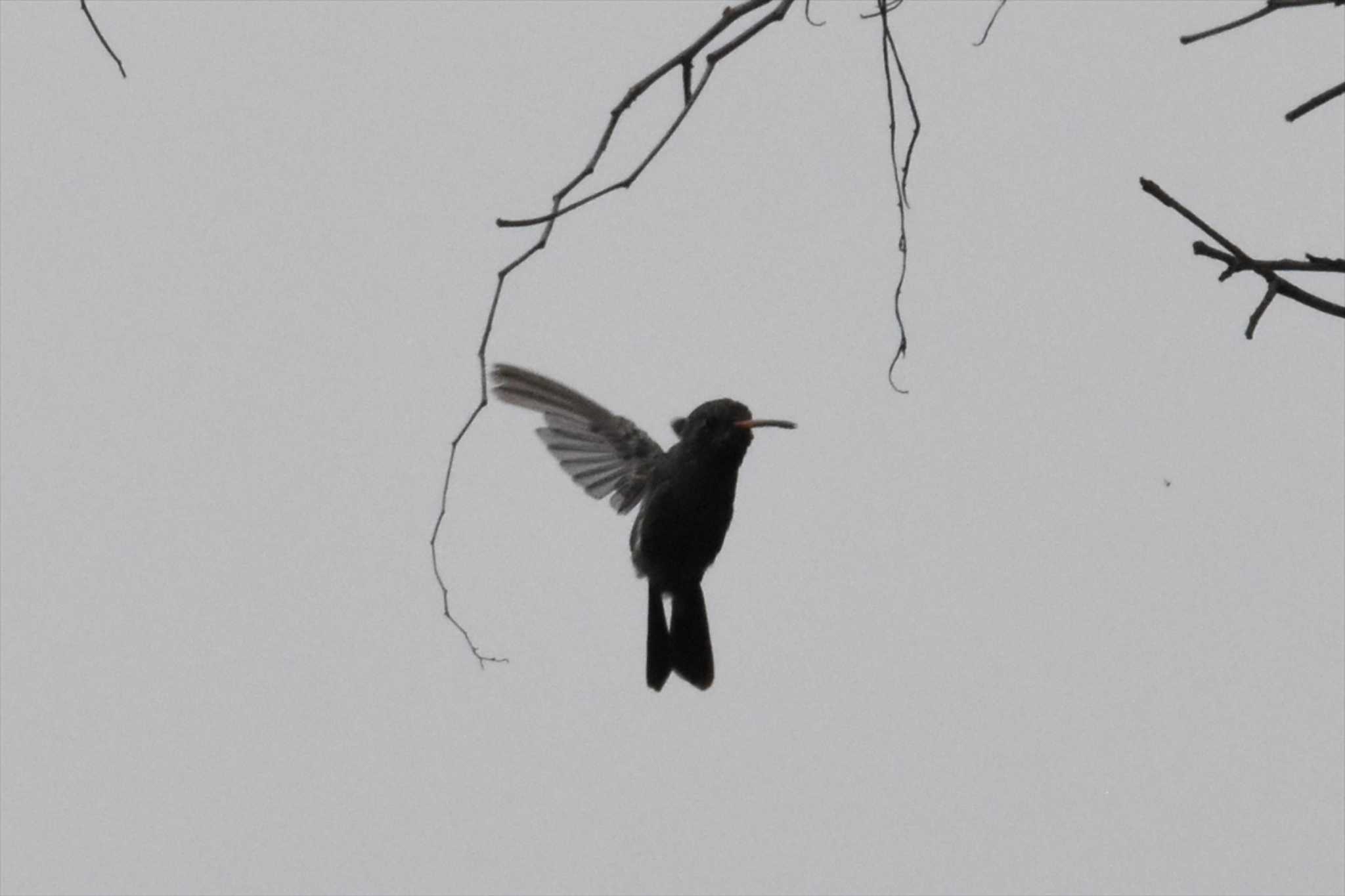 Broad-billed Hummingbird