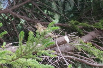 2021年7月20日(火) 福井緑地(札幌市西区)の野鳥観察記録