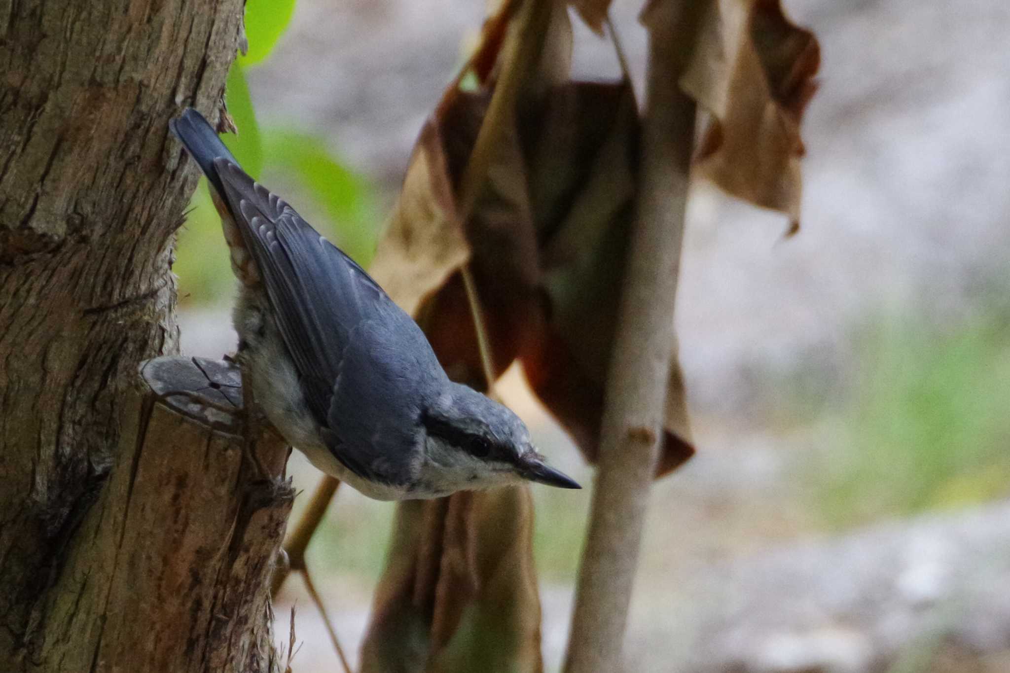 シロハラゴジュウカラ