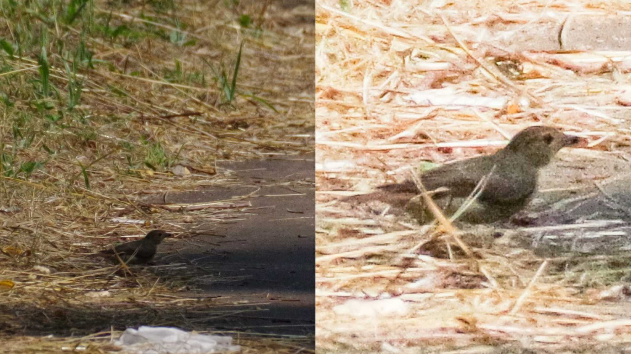 何かの幼鳥ぽいけど…？(不明)