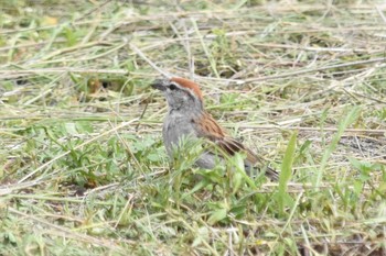 Chipping Sparrow Teotihuacan Sun, 7/18/2021