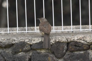 Curve-billed Thrasher Teotihuacan Sun, 7/18/2021