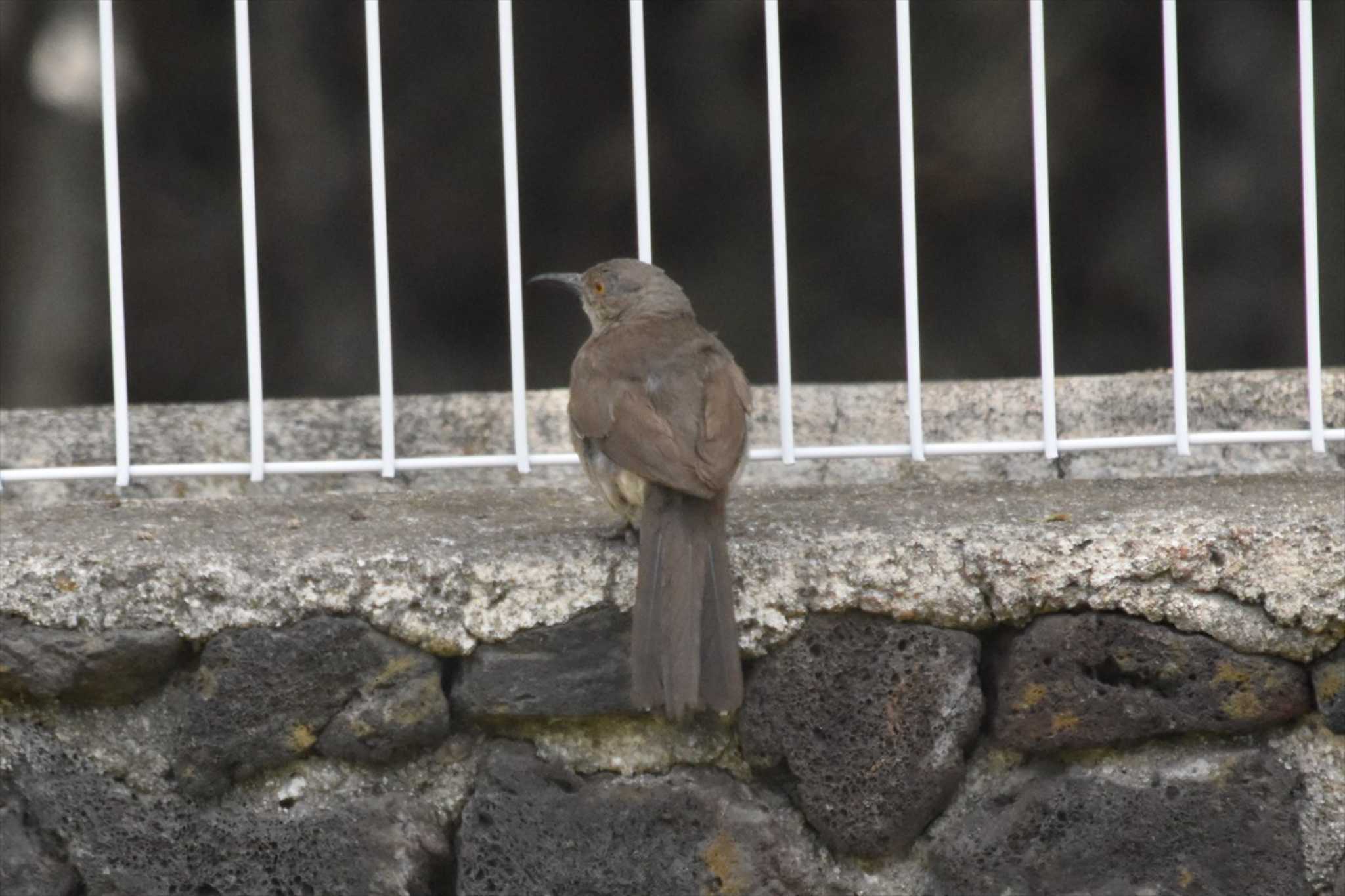 テオティワカン遺跡 マルハシツグミモドキの写真 by ヨシテル