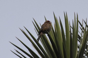 House Finch Teotihuacan Sun, 7/18/2021