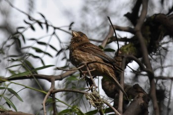 House Finch Teotihuacan Sun, 7/18/2021