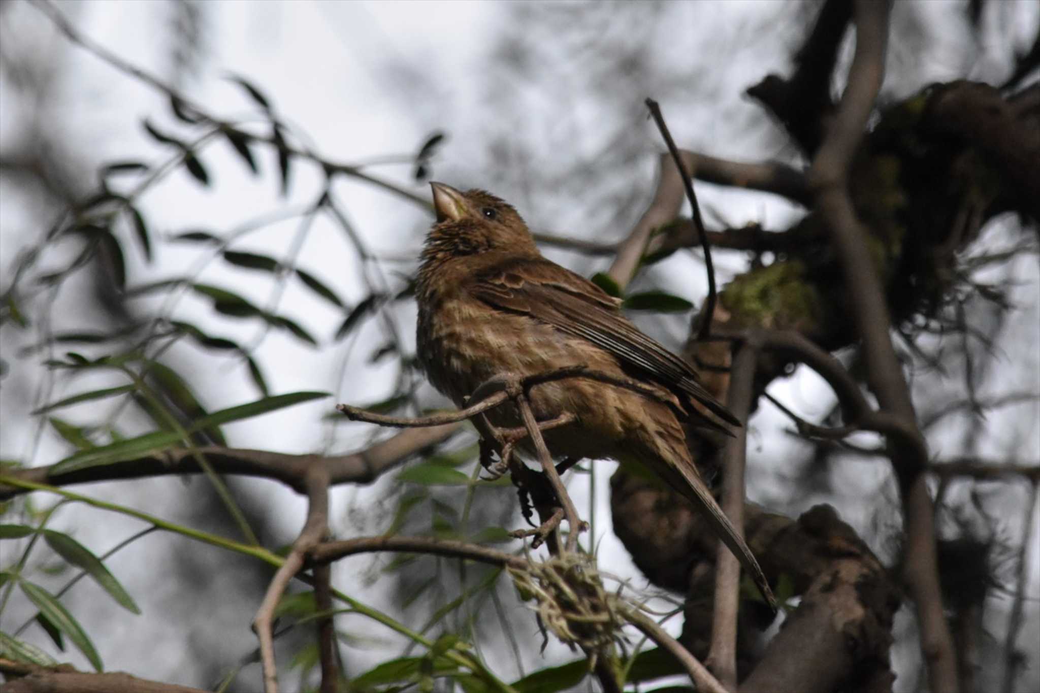 Photo of House Finch at Teotihuacan by ヨシテル