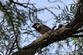 House Sparrow Teotihuacan Sun, 7/18/2021