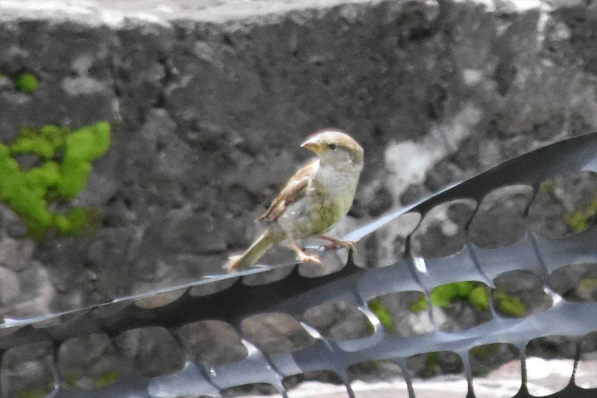 Photo of House Sparrow at Teotihuacan by ヨシテル