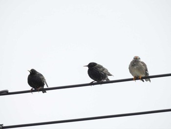 Common Starling Hegura Island Tue, 3/28/2017