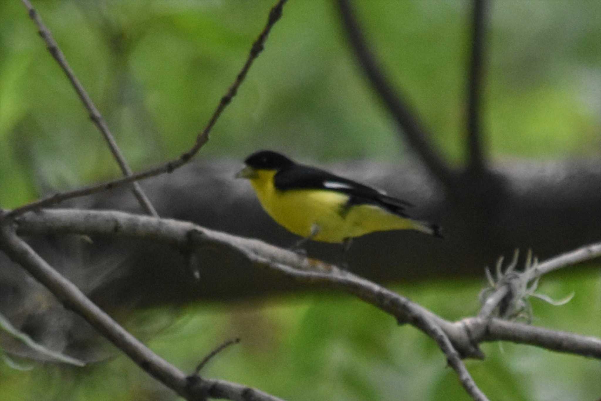 Photo of Lesser Goldfinch at Teotihuacan by ヨシテル