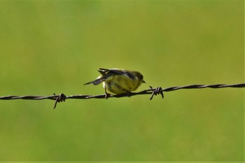 Lesser Goldfinch Teotihuacan Sun, 7/18/2021