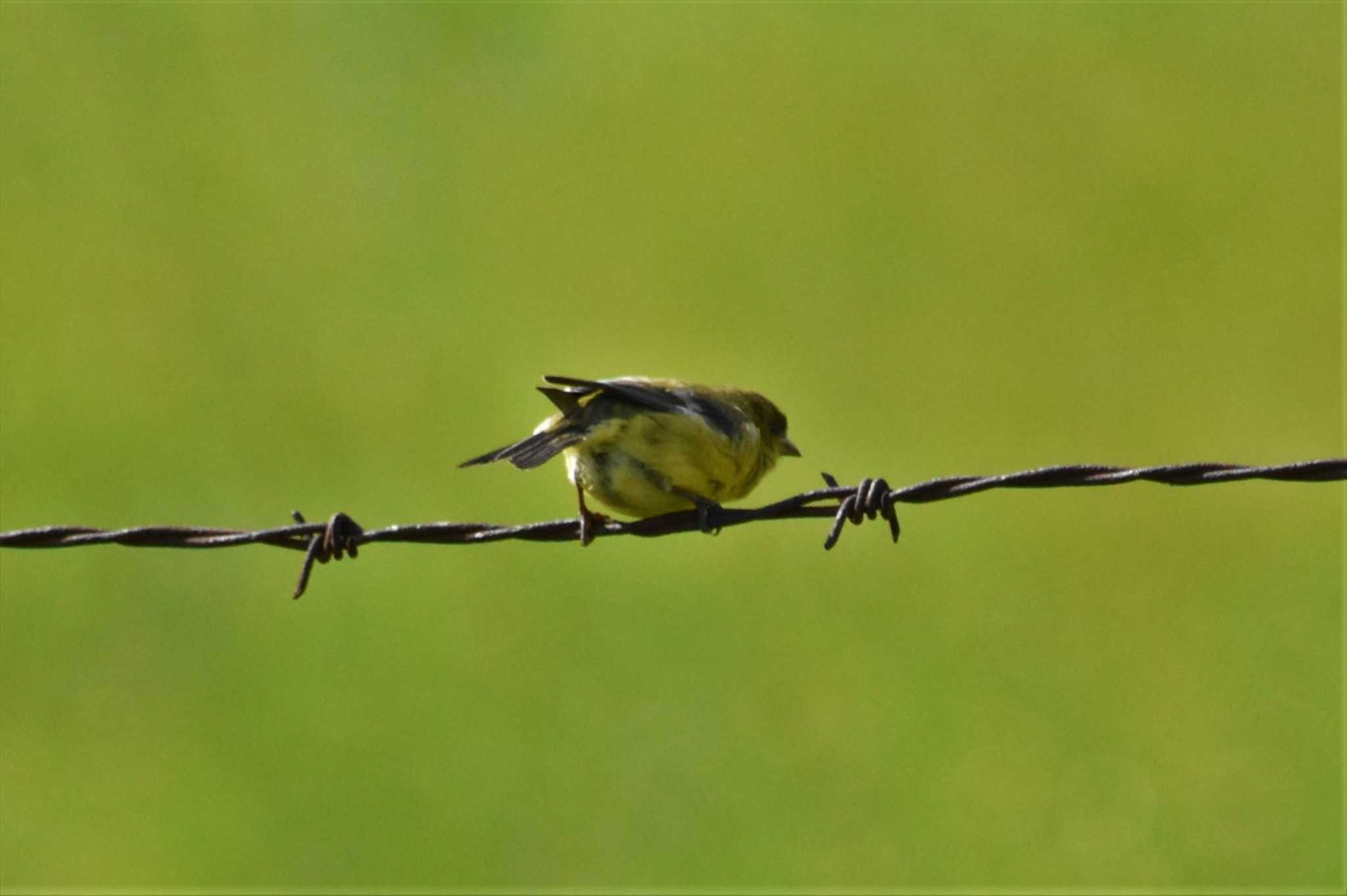 Photo of Lesser Goldfinch at Teotihuacan by ヨシテル