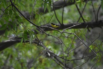 Lesser Goldfinch Teotihuacan Sun, 7/18/2021