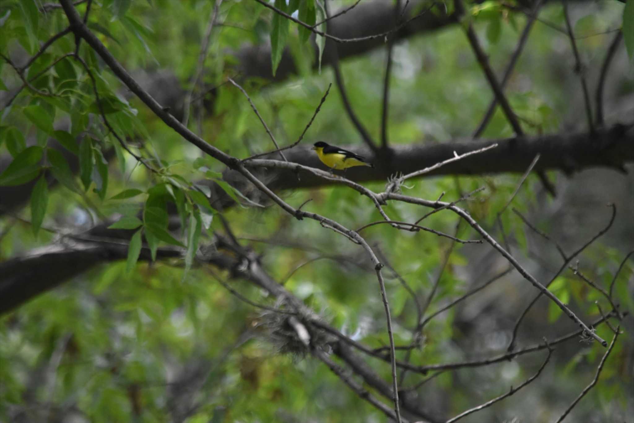 Photo of Lesser Goldfinch at Teotihuacan by ヨシテル