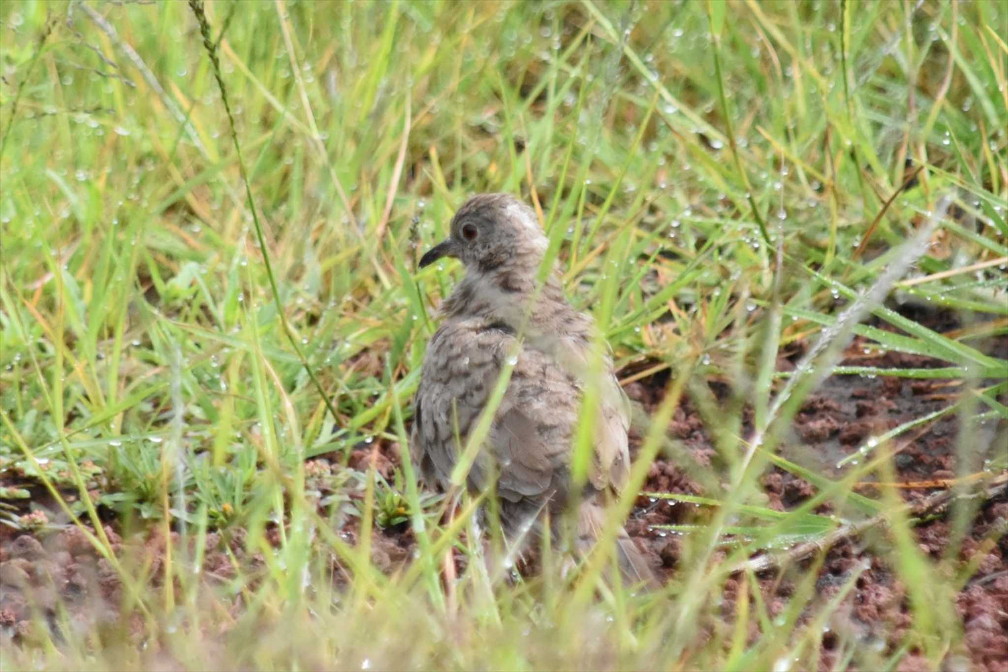 Photo of Inca Dove at Teotihuacan by ヨシテル