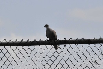 Mourning Dove Teotihuacan Sun, 7/18/2021