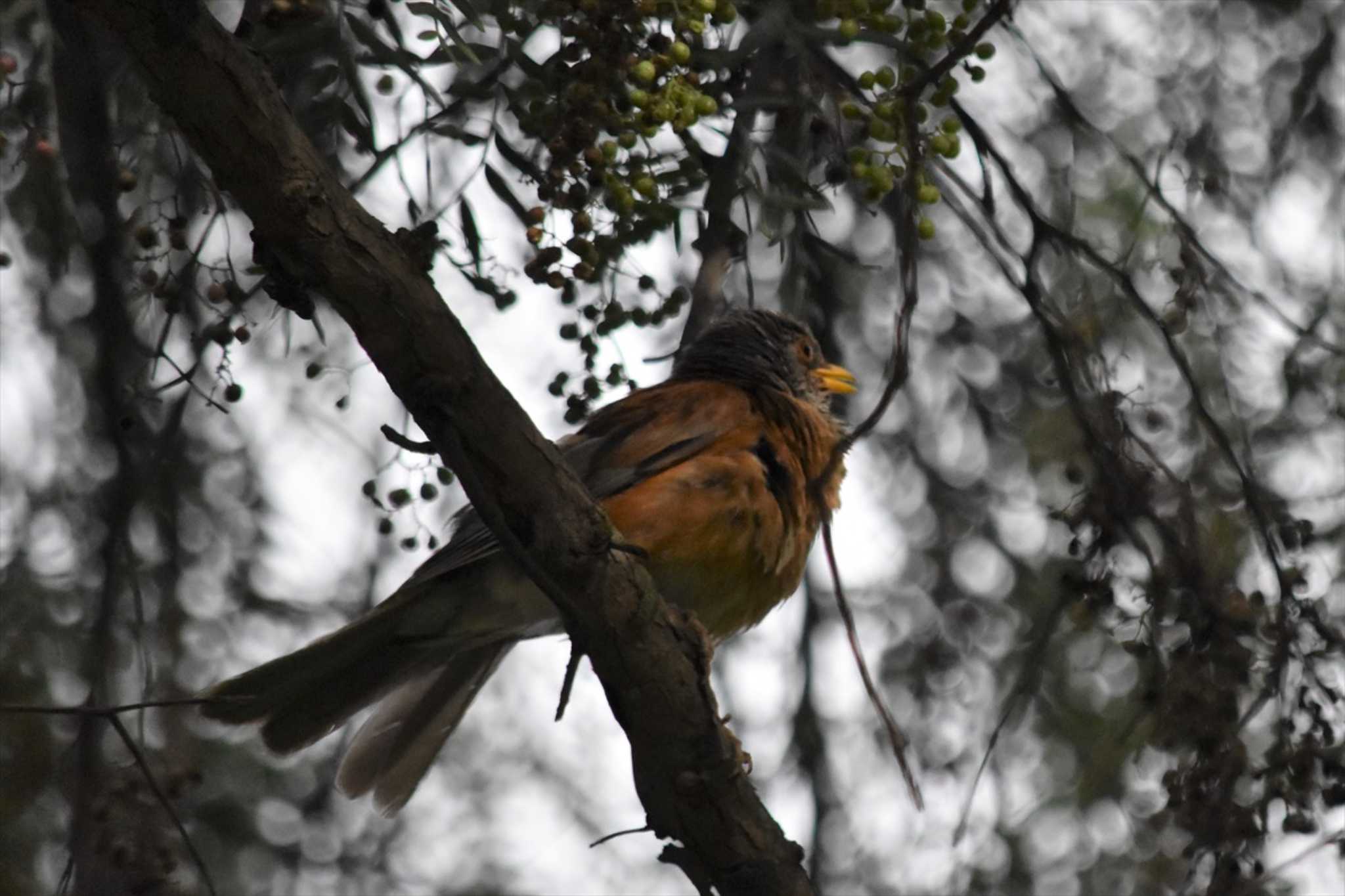 Rufous-backed Thrush