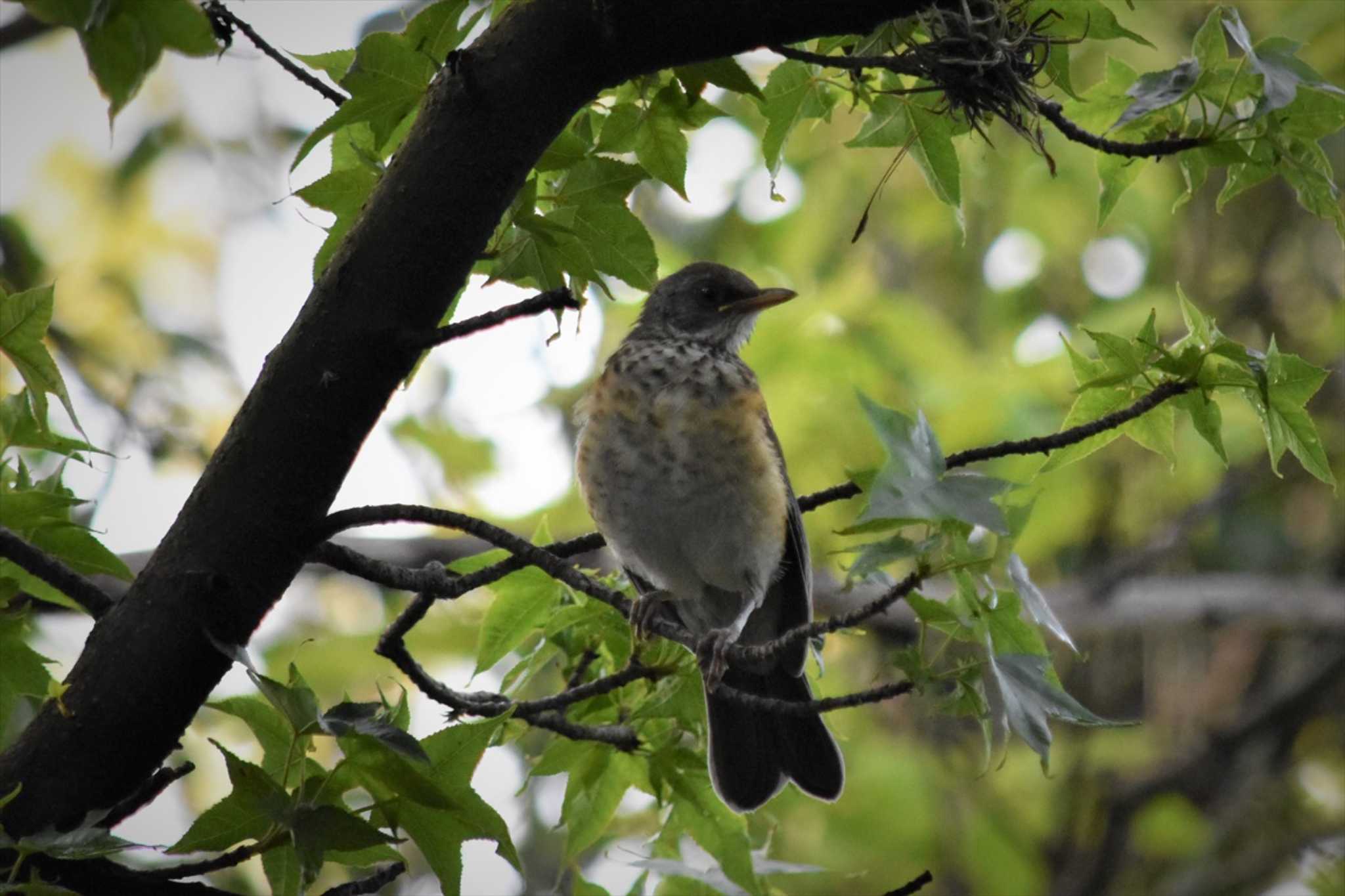 Rufous-backed Thrush