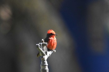 Scarlet Flycatcher Teotihuacan Sun, 7/18/2021