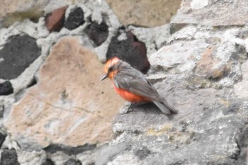 Scarlet Flycatcher Teotihuacan Sun, 7/18/2021