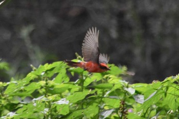 Scarlet Flycatcher Teotihuacan Sun, 7/18/2021