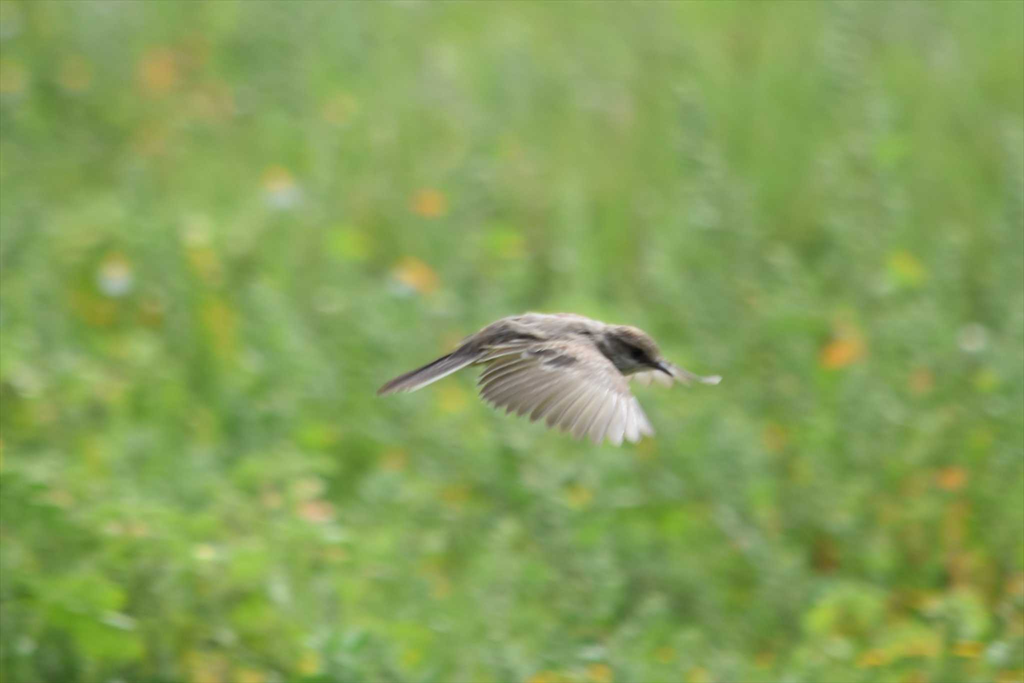 Scarlet Flycatcher