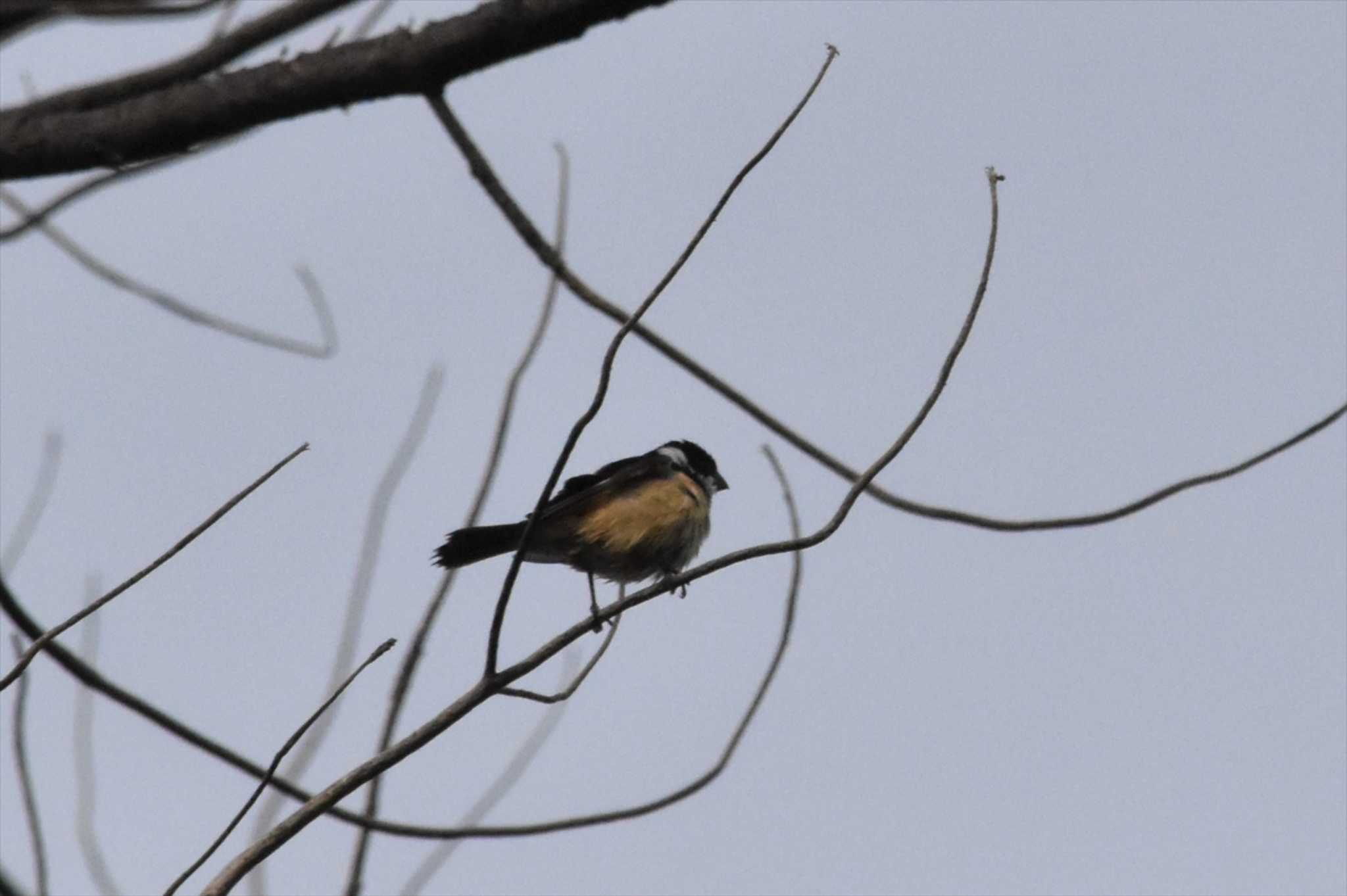 Photo of Cinnamon-rumped Seedeater at Teotihuacan by ヨシテル